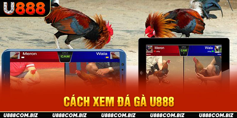 Cách xem đá gà U888